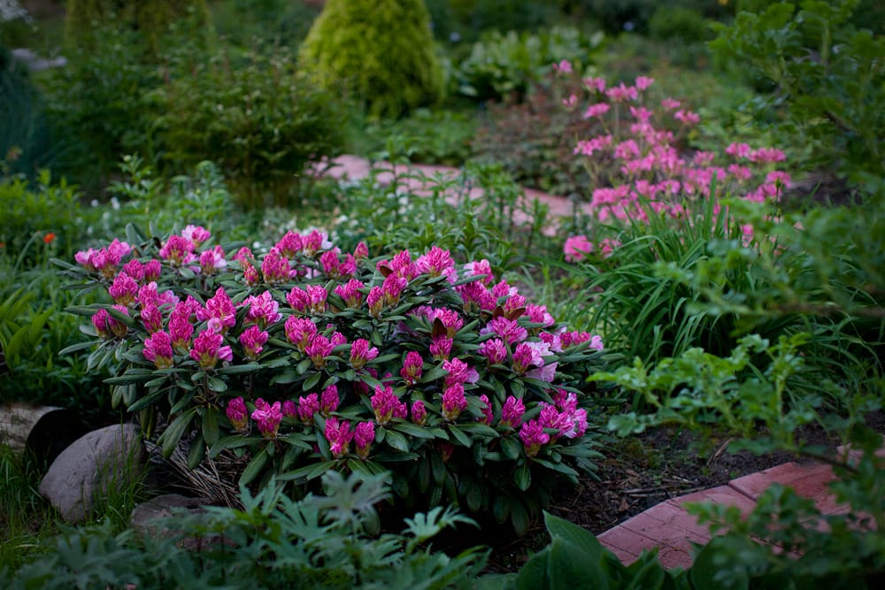 rododendron